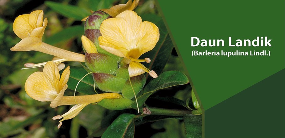 Daun Landik Mengobati Reumatik Daun Landik Mengobati Reumatik